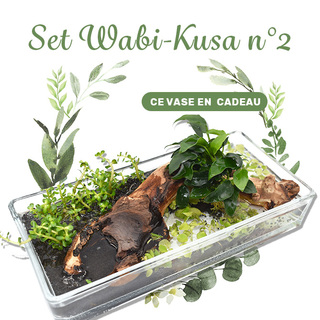 Set DIY Wabi Kusa n°2  - mon mini jardin aquatique+cadeau