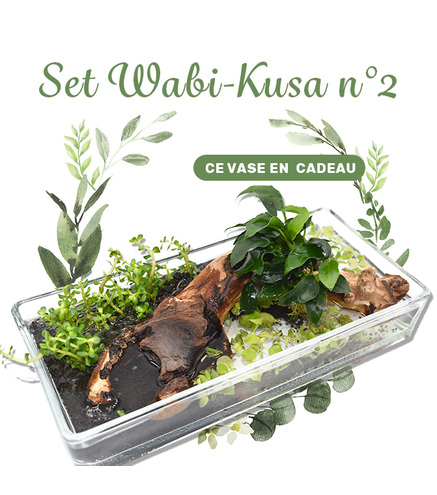 Set DIY Wabi Kusa n°2  - mon mini jardin aquatique+cadeau