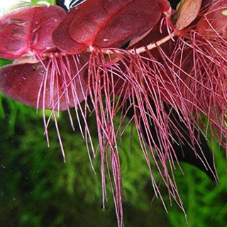 PHYLLANTHUS Fluitans (lentille rouge) | THIBAUD PRODUCTIONS