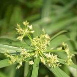 PAPYRUS Cyperus Alternifolius en pot