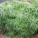 PAPYRUS Cyperus Alternifolius en pot | THIBAUD PRODUCTIONS