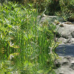 PAPYRUS Cyperus Alternifolius en pot