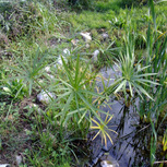 PAPYRUS Cyperus Alternifolius en pot