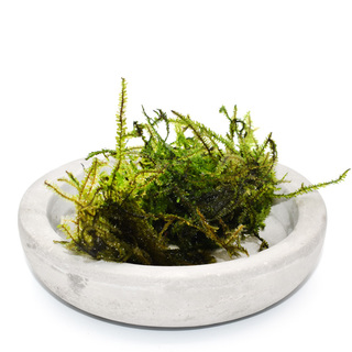 Pilo moss Pilotrichaceae sp. | Laboratorium 313