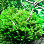 RARE' moss Hookeriaceae sp  : fiche complète