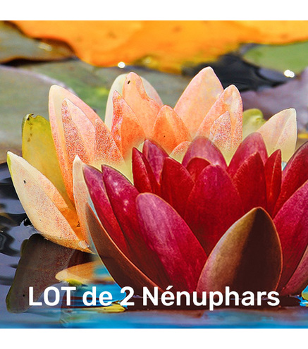 Lot Nénuphars 1 Rouge +1 oranger - plant bassin |THIBAUD