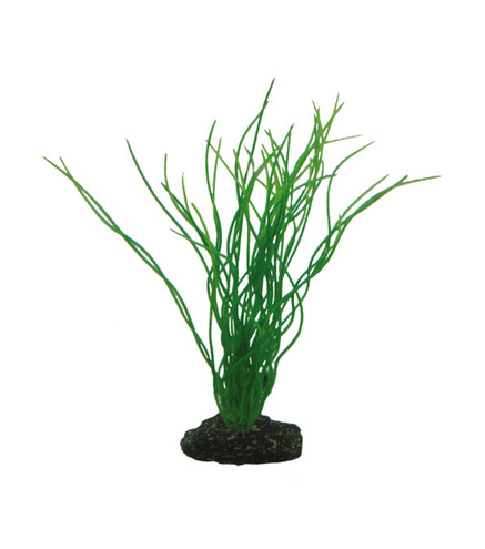 PLANTE SAGITTARIA - Plantes aquarium - Artificielle | HOBBY