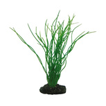 PLANTE SAGITTARIA - Plantes aquarium - Artificielle | HOBBY