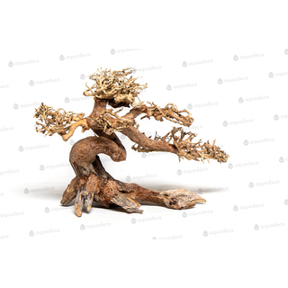 Arbre Bonsai | Taille M-L