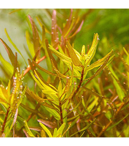 Rotala rotundifolia ´Laos´ 