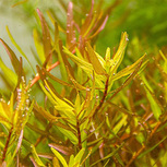 Rotala rotundifolia ´Laos´  en pot