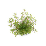 Rotala rotundifolia ´Laos´  en pot