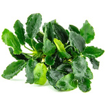 Anubias barteri var.nana ´Kirin´  en pot