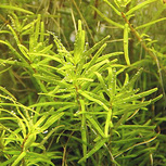 Rotala sp. ´Wayanad´ in vitro