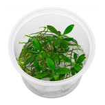 Anubias nana Pangolino in vitro