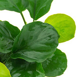 Anubias barteri ´Coin Leaf´ en pot
