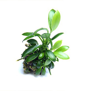 Anubias nana Pangolino in vitro
