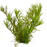Rotala sp. ´Wayanad´ in vitro