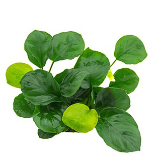 Anubias barteri ´Coin Leaf´ en pot