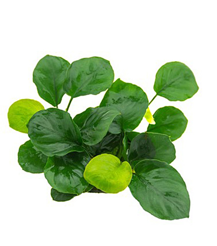 Anubias barteri ´Coin Leaf´