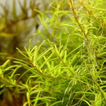 Rotala sp. ´Wayanad´ in vitro