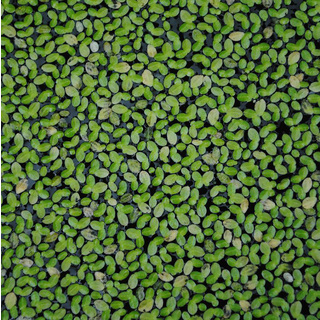 LEMNA Minor  (petite lentille) | THIBAUD PRODUCTIONS