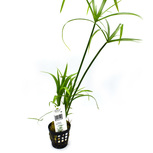 Cyperus Alternifolius