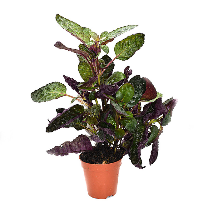Hemis Colorata Hemigraphis Colorata en pot de 5 cm