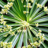 Cyperus Alternifolius