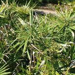 Cyperus Alternifolius