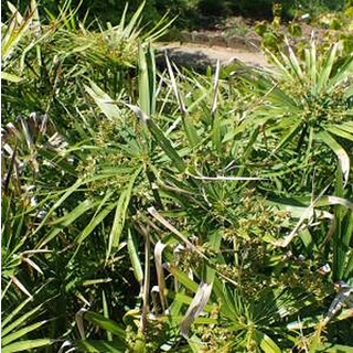 Cyperus Alternifolius hauteur 17cm | THIBAUD PRODUCTIONS