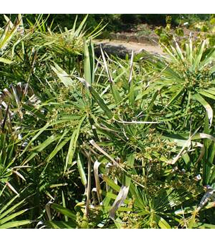 Cyperus Alternifolius