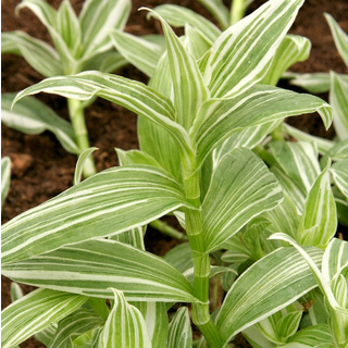 Tradescantia Zebrina vert et blanc | THIBAUD PRODUCTIONS