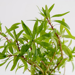 Ludwigia inclinata 'Cuba' en pot