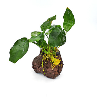 Anubias Nana sur roche | THIBAUD PRODUCTIONS