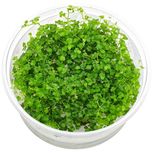 Hydrocotyle tripartita 'mini' in vitro