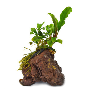 Bucephalandra sur roche S | THIBAUD PRODUCTIONS