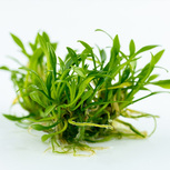 Cryptocoryne Parva in vitro