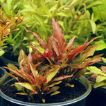 CRYPTOCORYNE WALKERI VAR. LEGROI