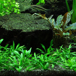 Cryptocoryne Parva in vitro