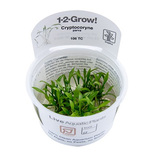 Cryptocoryne Parva in-vitro-2-Grow !