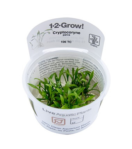 Cryptocoryne Parva in-vitro-2-Grow !