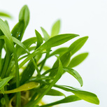 Cryptocoryne Parva in vitro