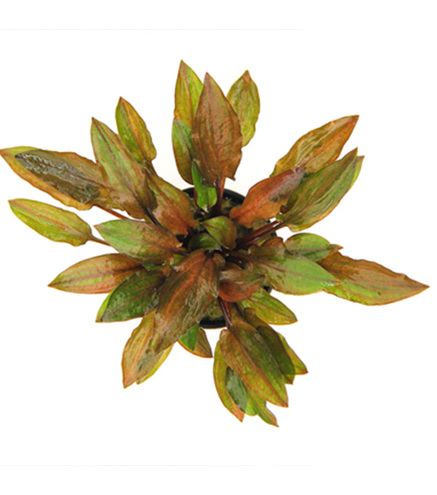 CRYPTOCORYNE WALKERI VAR. LEGROI