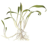 Cryptocoryne Parva in vitro