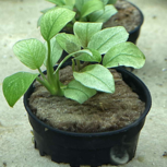 ANUBIAS NANA 'JADE' en pot