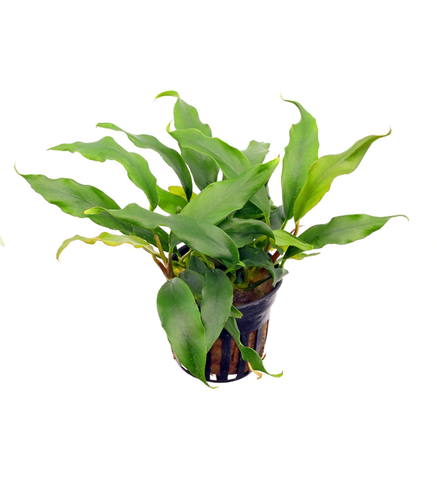 Anubias barteri var 'Glabra'  en pot