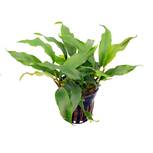 Anubias barteri var 'Glabra'  en pot