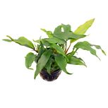Anubias barteri var 'Glabra'  en pot
