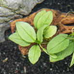 ANUBIAS NANA 'JADE' en pot